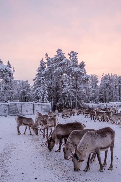 Kuusamo: Reindeer Farm Visit - Is $31 a fair price?
