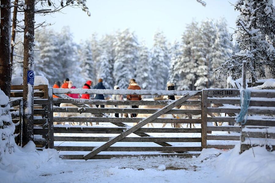 Kuusamo: Reindeer Farm Visit - Planning your visit