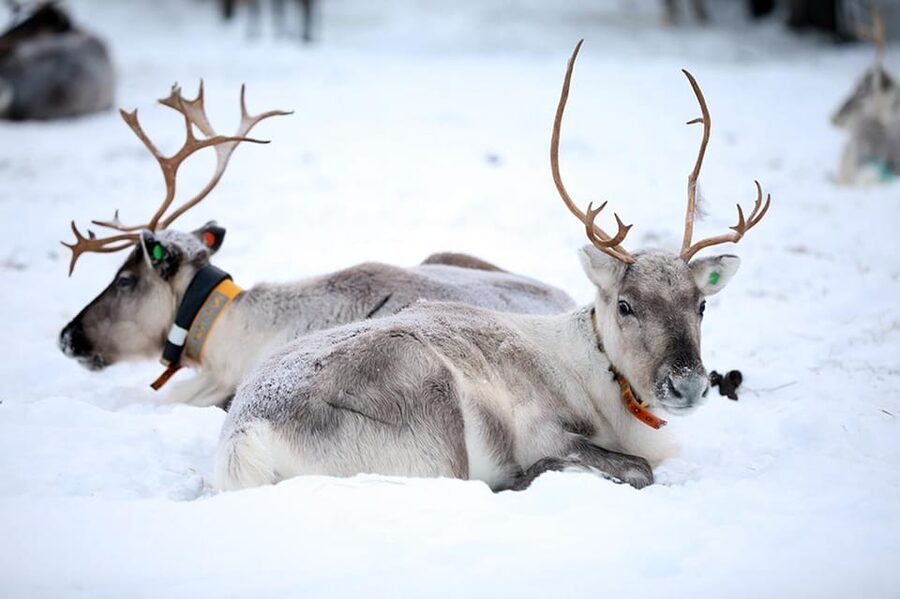 Kuusamo: Reindeer Farm Visit - Feeding reindeer with lichen