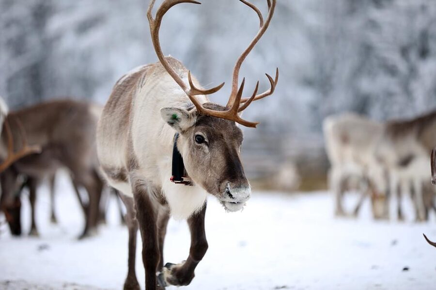 Kuusamo: Reindeer Sleigh Ride and Farm Visit - A short ride into Kuusamo’s winter country