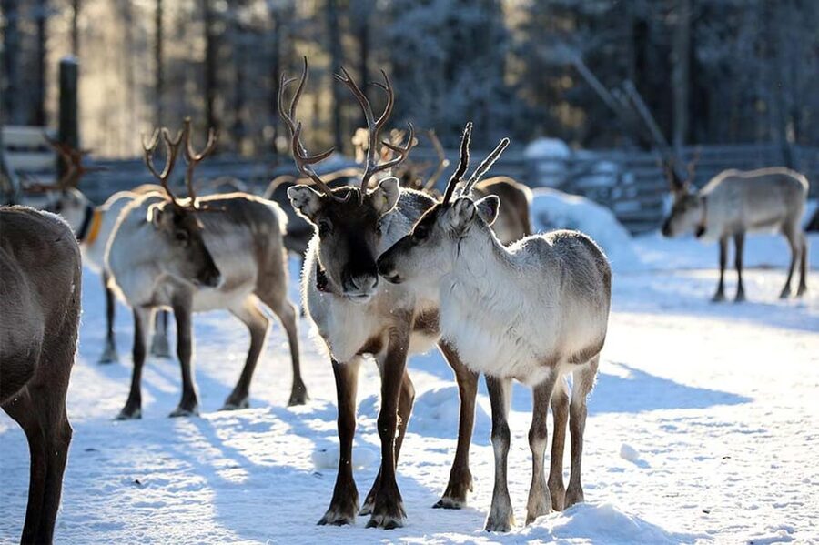 Kuusamo: Reindeer Sleigh Ride and Farm Visit - Is $97 a fair price?