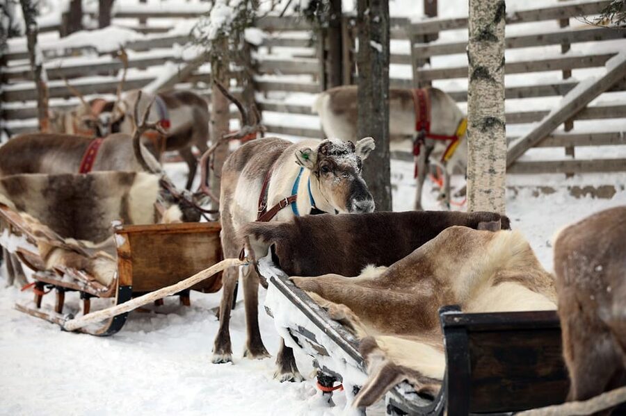 Kuusamo: Reindeer Sleigh Ride and Farm Visit - Who will enjoy this most?