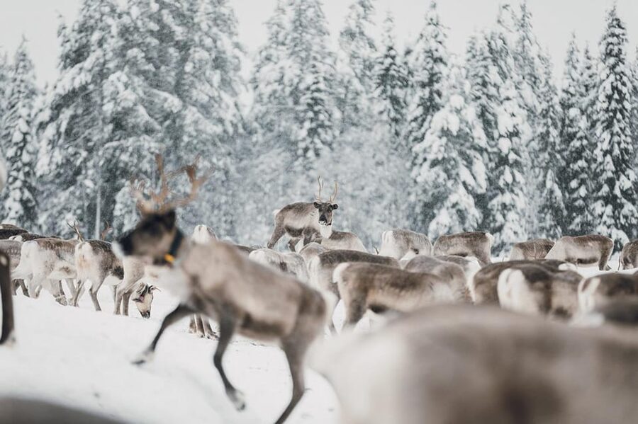 Kuusamo: Reindeer Sleigh Ride and Farm Visit - Practical details before you book