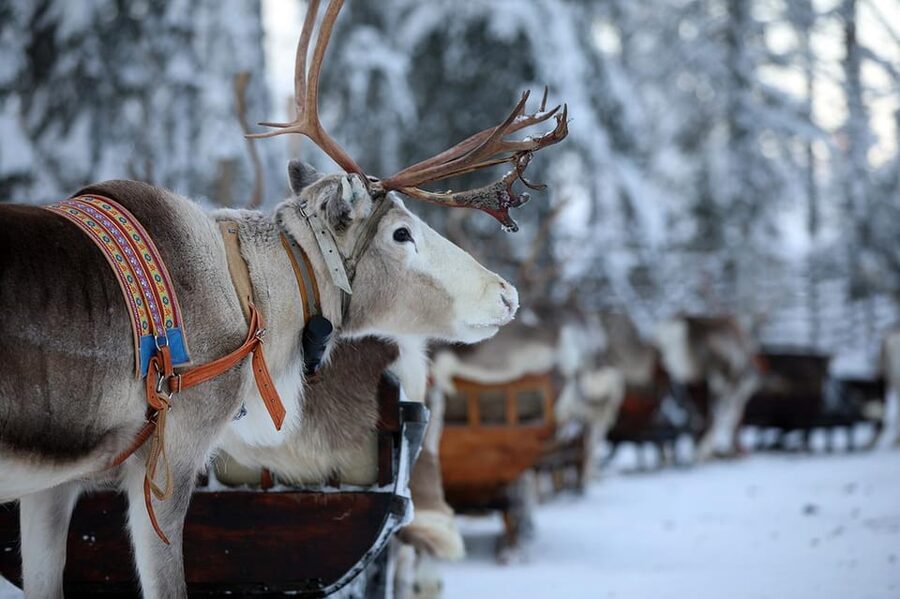 Kuusamo: Reindeer Sleigh Ride and Farm Visit - Why the sleigh ride works for first-time visitors