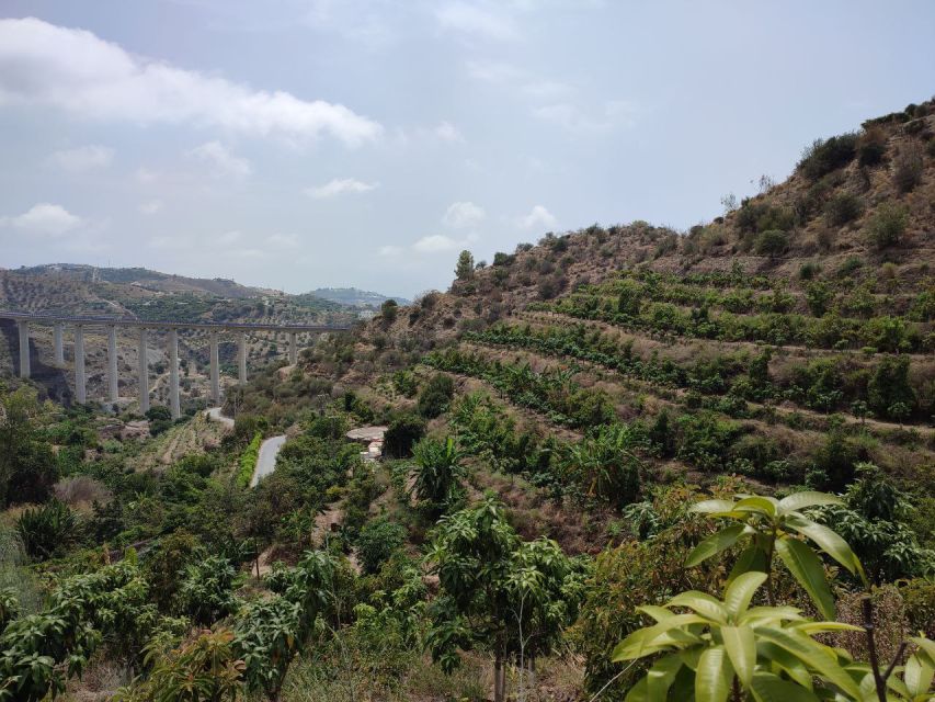 La Herradura Coffee Farm: tour in Europe's only plantation - Why coffee grows beside the Mediterranean