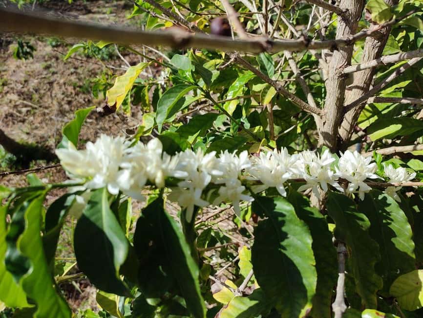 La Herradura Coffee Farm: tour in Europe's only plantation - Sea views and the old Andalusian cortijo