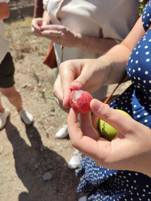 La Herradura Coffee Farm: tour in Europe's only plantation - Who should book this farm visit?