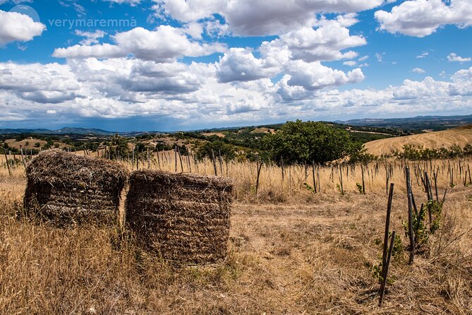 La Maliosa Farm Experience & Wine Tasting - What the 90-Minute Schedule Really Gives You