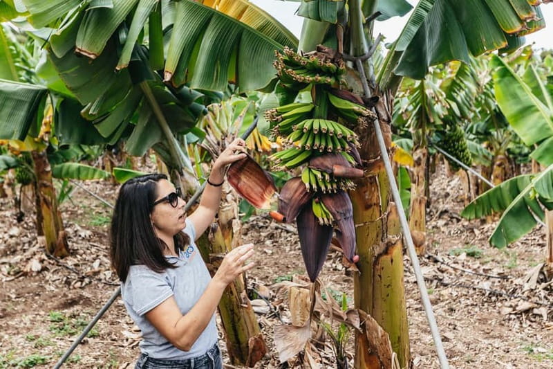 La Orotava: Eco Banana Plantation Tour with Banana Liquor - Key points at a glance