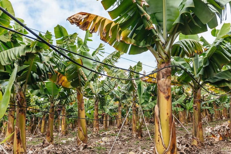 La Orotava: Eco Banana Plantation Tour with Banana Liquor - The farm’s eco methods, explained in plain language