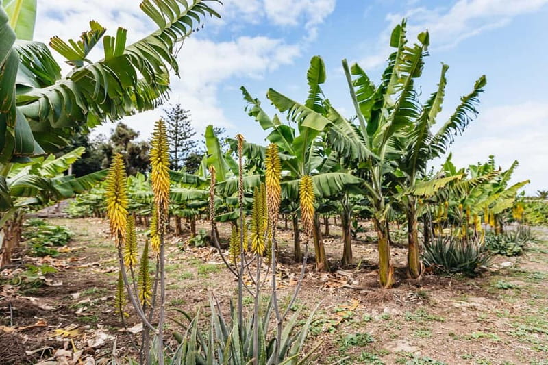 La Orotava: Eco Banana Plantation Tour with Banana Liquor - Guides who keep the 50 minutes moving