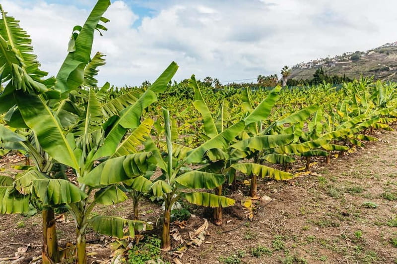 La Orotava: Eco Banana Plantation Tour with Banana Liquor - Fresh bananas and a shot of liqueur