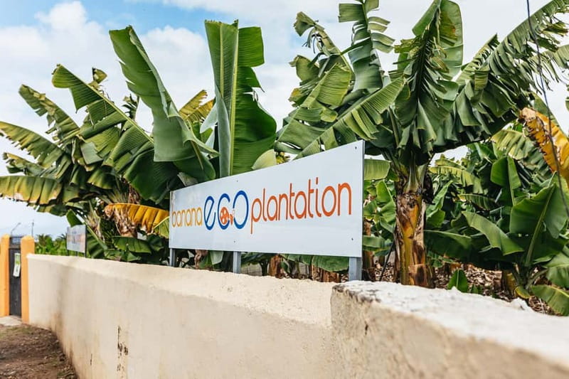 La Orotava: Eco Banana Plantation Tour with Banana Liquor - Getting there and handling the practical details