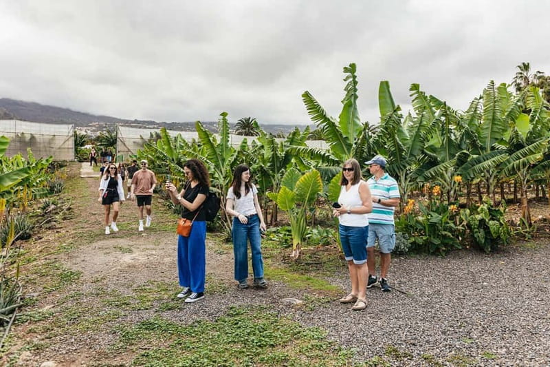 La Orotava: Eco Banana Plantation Tour with Banana Liquor - Who should book this plantation visit