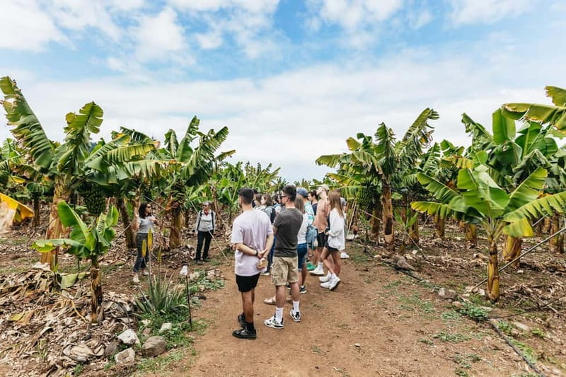 La Orotava: Eco Banana Plantation Tour with Banana Liquor - Walking through the rows of banana plants