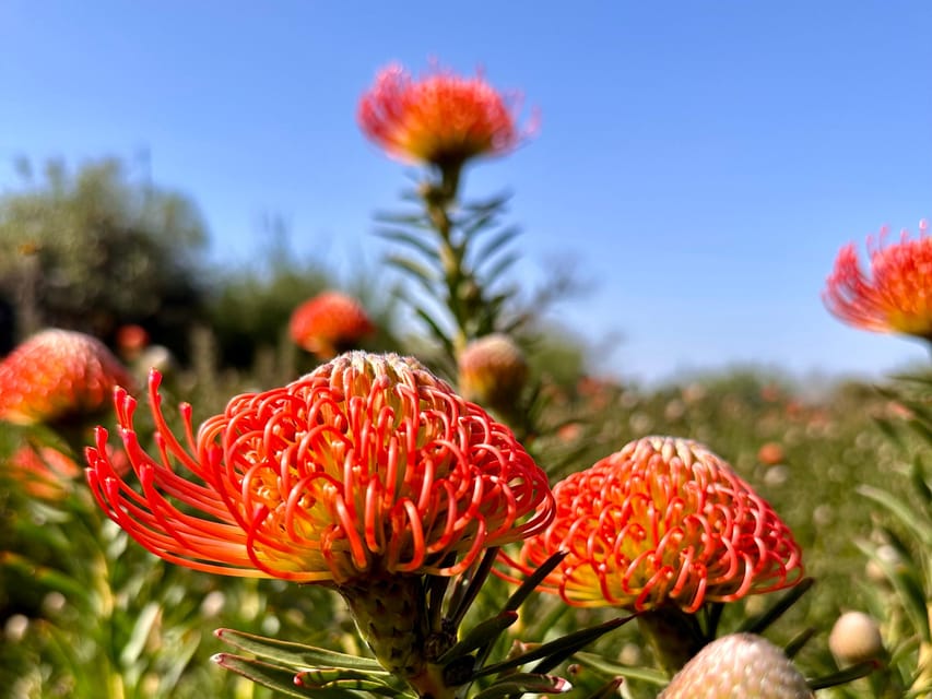 La Palma : Tour of an ecological farm w/ animals & tasting - A farm visit with a real sense of place
