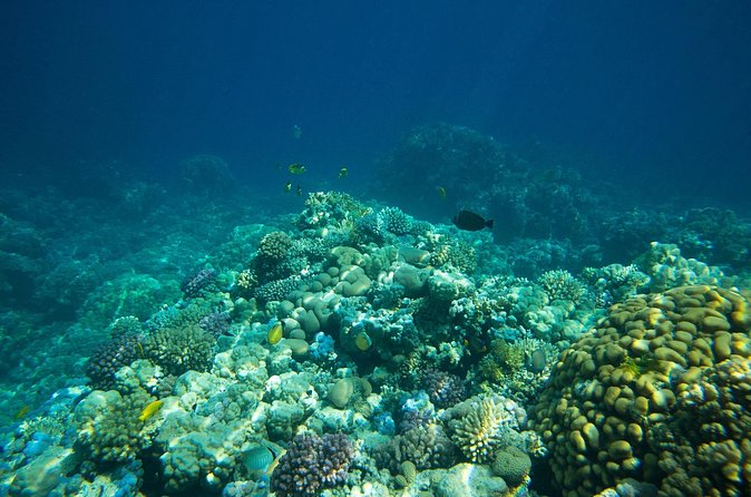 La Paz: Coral Farm Snorkel Tour - Comparing restored beds with a natural reef