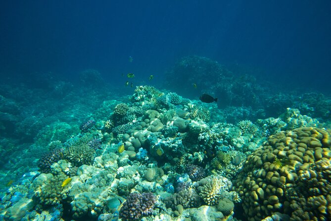 La Paz: Coral Farm Snorkel Tour - What the included equipment means