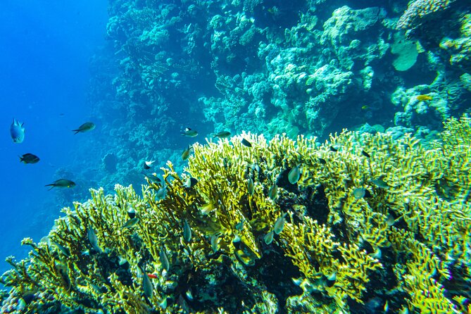 La Paz: Coral Farm Snorkel Tour - Who should book this experience?