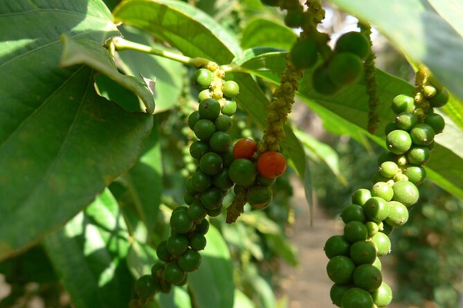 La Plantation tour (discovering Kampot Pepper) + Lunch - Why La Plantation is worth the trip from Kampot