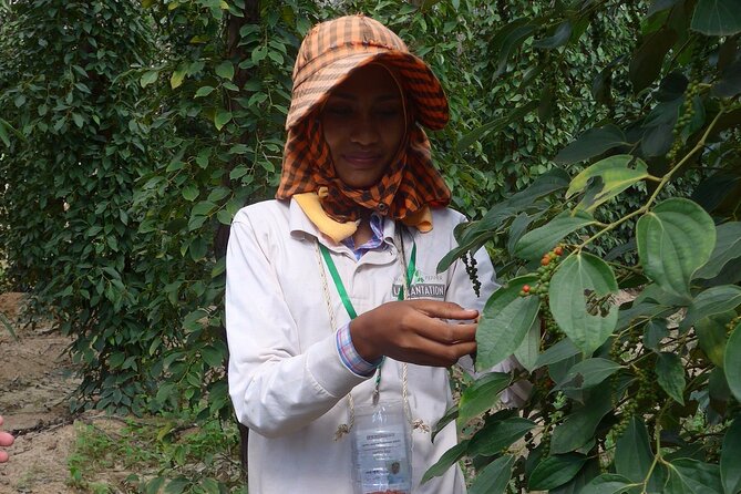 La Plantation tour (discovering Kampot Pepper) + Lunch - The spice tasting and recipe ideas