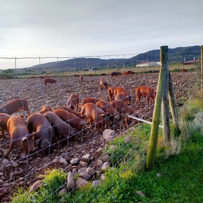 La Rioja: Jamon Iberico Farm Tour and Tasting with Wine - Should you book the Jamón Ibérico farm tour?