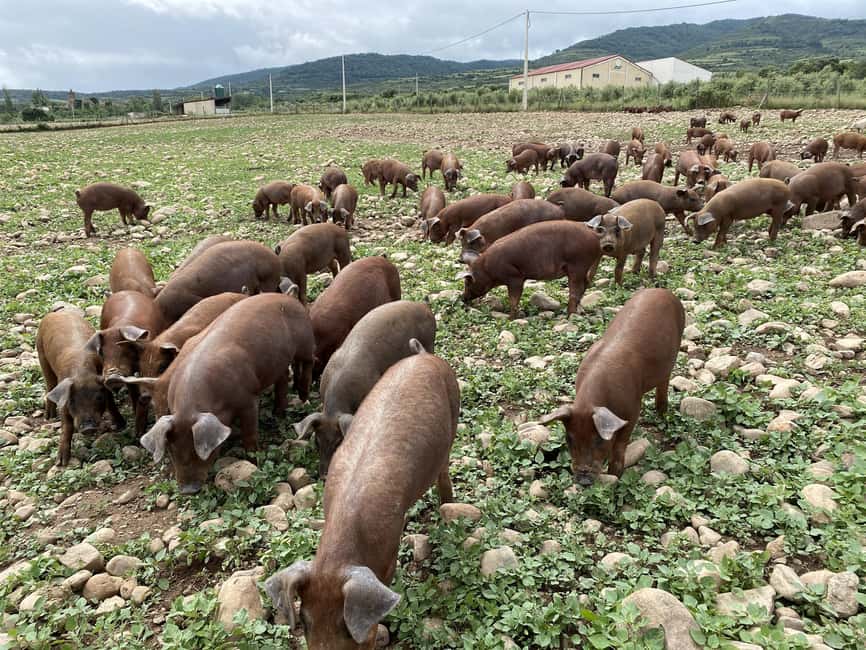 La Rioja: Jamon Iberico Farm Tour and Tasting with Wine - How Duroc pigs become artisan ham