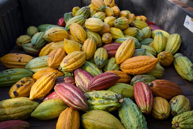 Lahaina: Maui Ku'ia Estate Guided Cacao Farm Tour and Tasting - Nine chocolates in a West Maui treehouse
