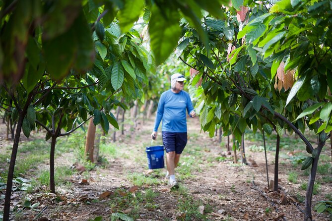 Lahaina: Maui Ku'ia Estate Guided Cacao Farm Tour and Tasting - Who will enjoy this chocolate tour?