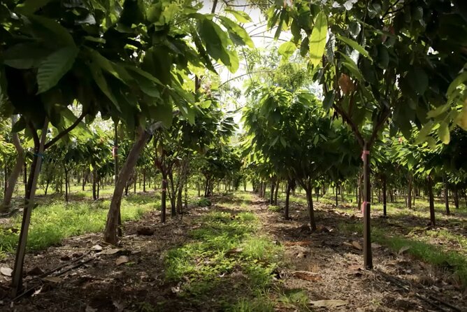 Lahaina: Maui Ku'ia Estate Guided Cacao Farm Tour and Tasting - Should you book the Maui Ku’ia cacao tour?