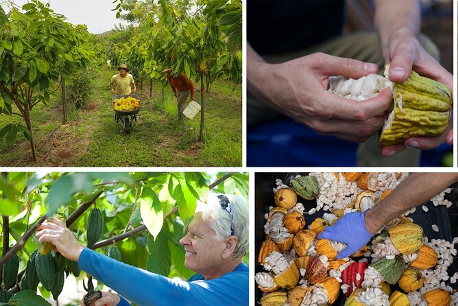Lahaina: Maui Ku'ia Estate Guided Cacao Farm Tour and Tasting - Seeing cacao pods and learning the harvest