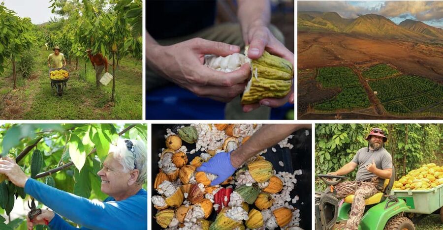 Lahaina: Maui Ku'ia Estate Guided Cacao Farm Tour & Tasting - Key points to know before you book