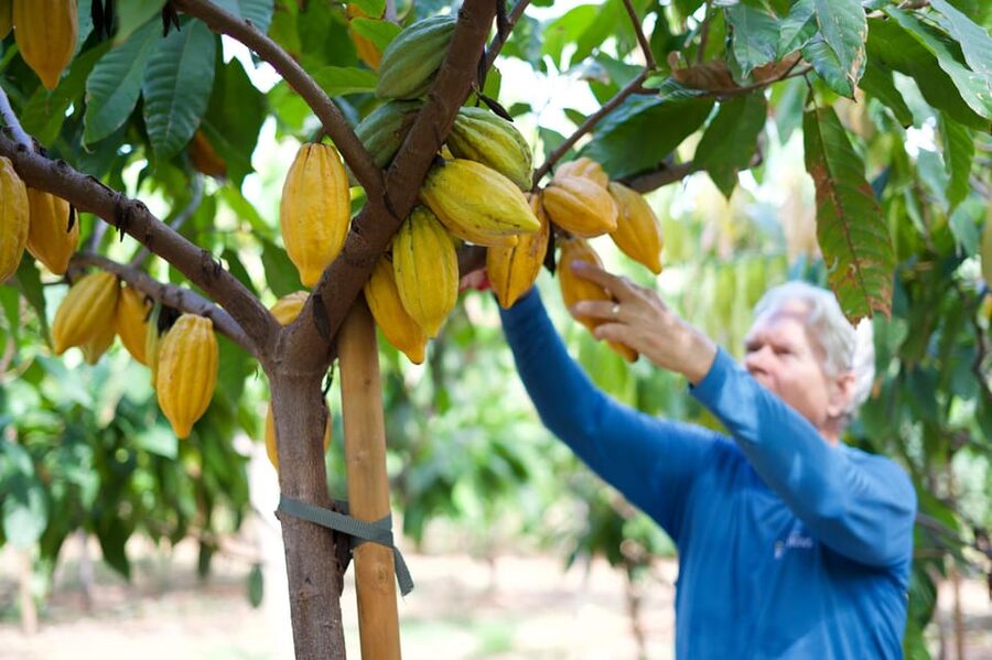 Lahaina: Maui Ku'ia Estate Guided Cacao Farm Tour & Tasting - Walking among cacao trees