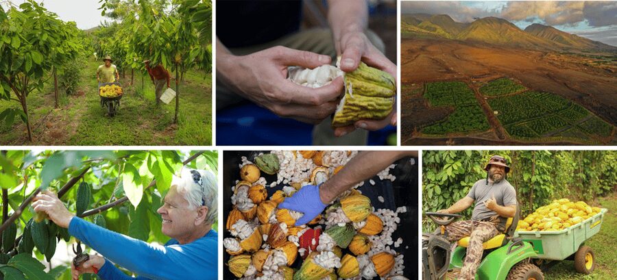 Lahaina: Maui Ku'ia Estate Guided Cacao Farm Tour & Tasting - Why the guides matter