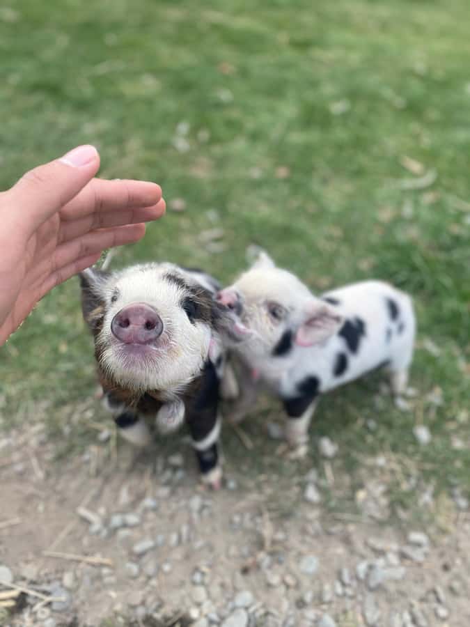 Lake Tekapo High Country Farm Tour (Carbon Positive) - Key points at a glance