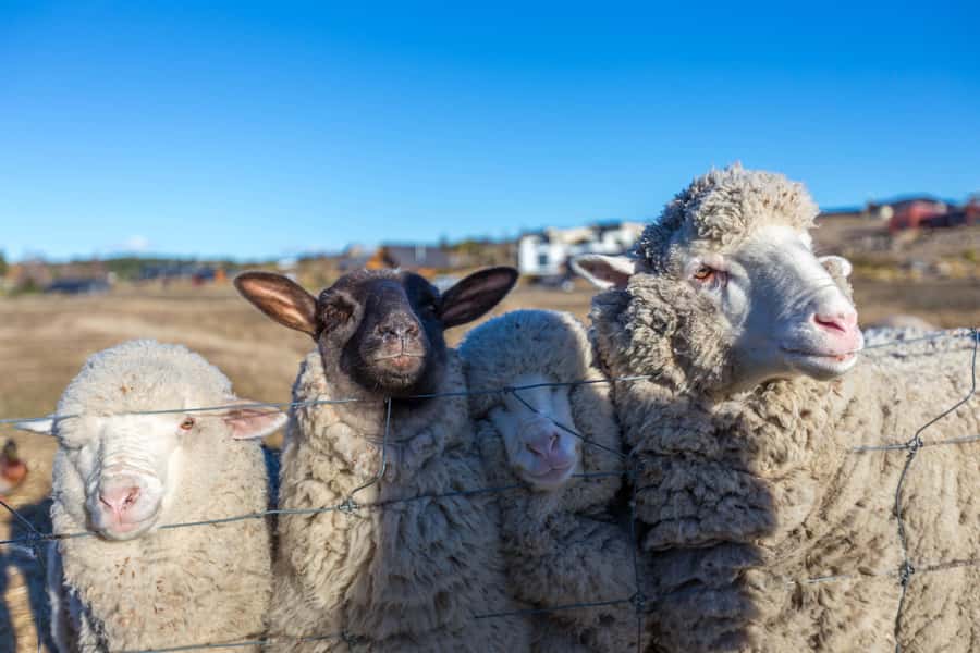 Lake Tekapo High Country Farm Tour (Carbon Positive) - The farm animals and the working country