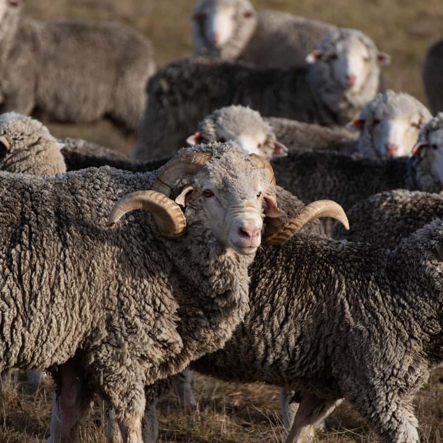 Lake Tekapo High Country Farm Tour (Carbon Positive) - Meeting alpacas at the end