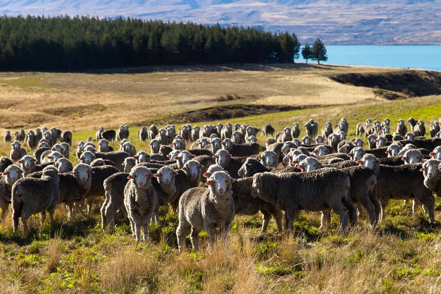 Lake Tekapo High Country Farm Tour (Carbon Positive) - What the guide adds