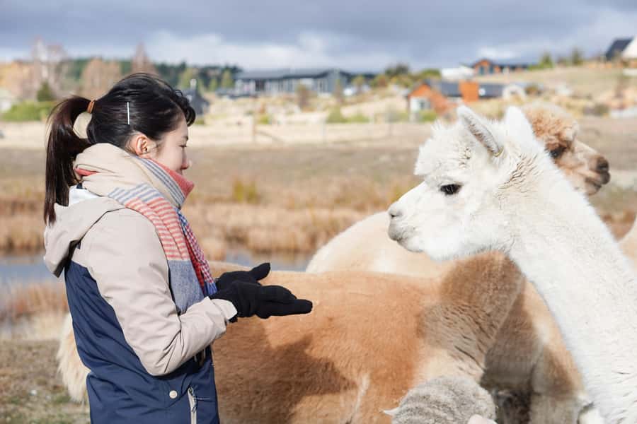 Lake Tekapo High Country Farm Tour (Carbon Positive) - Starting near Balmoral Farmyard in Lake Tekapo