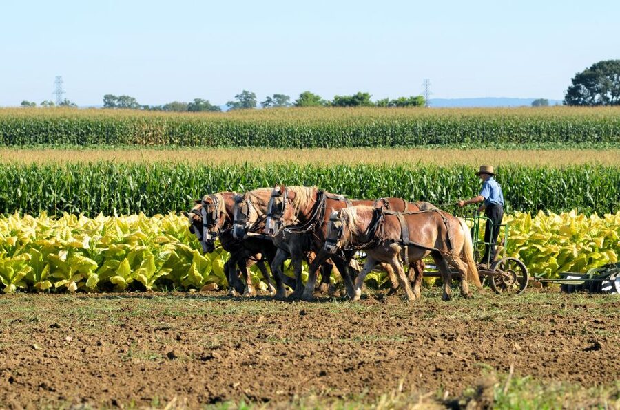 Lancaster County: Amish Farmlands, Museum Tour, Farm Visit - Inside the Amish farmhouse