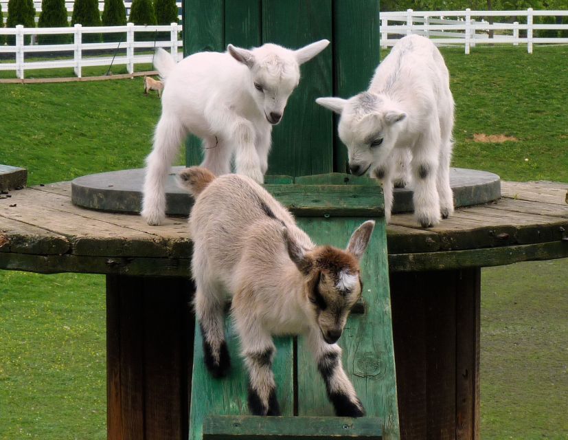 Lancaster County: Amish Farmlands, Museum Tour, Farm Visit - A self-guided hour on the 15-acre farm