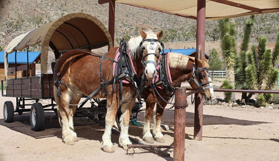 Las Vegas: Grand Canyon Ranch Tour with Horseback/Wagon Ride - Key points to know before booking