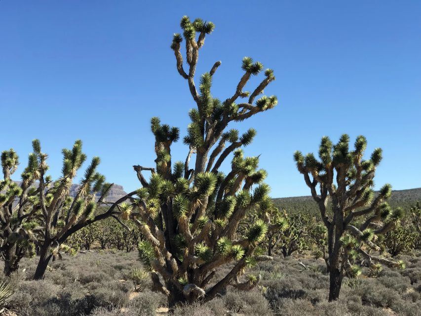 Las Vegas:Grand Canyon West Tour, Ranch Lunch, Skywalk Entry - Should you book it?