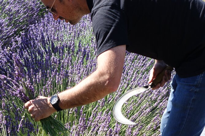 Lavender Harvesting and Distillation Workshop in Bellegarde - From Nîmes to the fields of Bellegarde