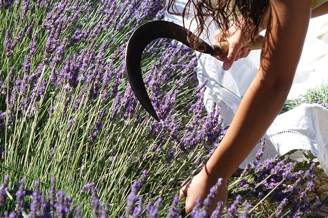 Lavender Harvesting and Distillation Workshop in Bellegarde - Practical details that affect your morning