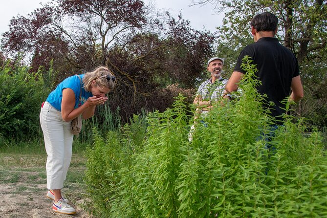Lavender Harvesting and Distillation Workshop in Bellegarde - Learning the Provençal pruning hook