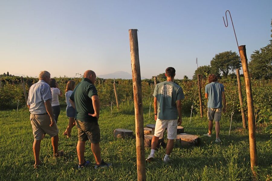 Lazise: Beekeeping Farm Tour and Tasting Experience - A working farm, not just a honey tasting