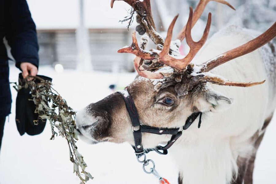 Levi: Husky and Reindeer Farm Tour with Sled Ride - Two Lapland animals, one compact outing