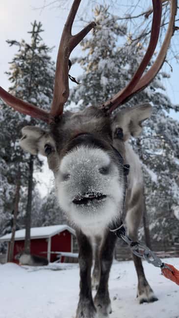 Levi: Husky and Reindeer Farm Tour with Sled Ride - The farm visit adds more than riding