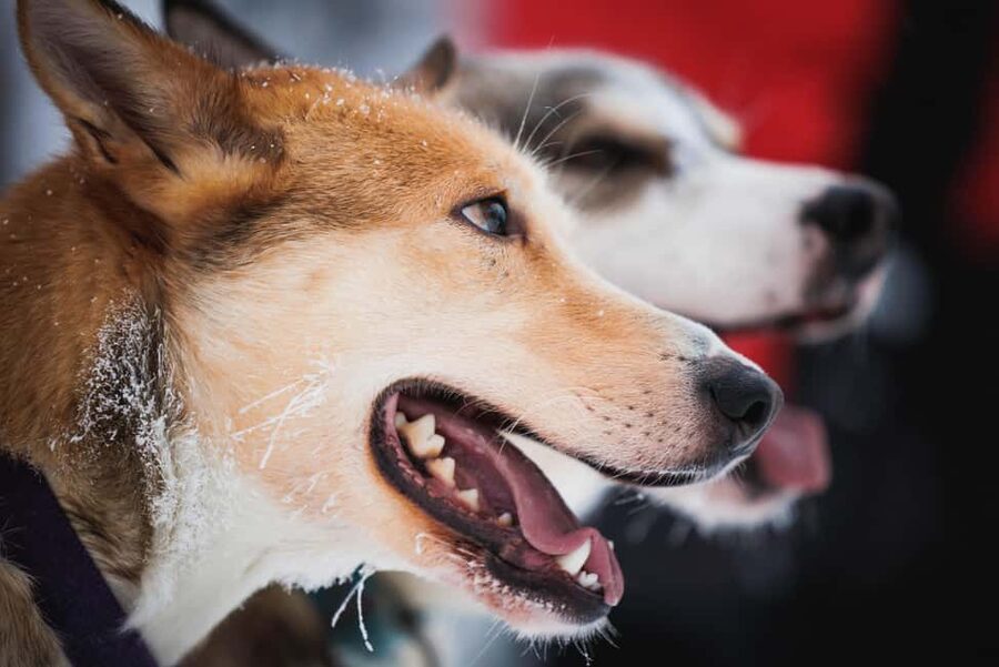 Levi: Husky and Reindeer Farm Tour with Sled Ride - What $192 means in practical terms